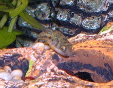 Carinotetraodon travancoricus 2.JPG