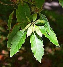 Quercus xalapensis 04.jpg