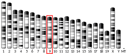 Chromosome 9 (mouse)