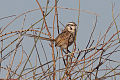 Grey Grasswren (Amytornis barbatus).jpg