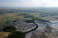 Aerial view of Everglades with sawgrass and coastal marsh
