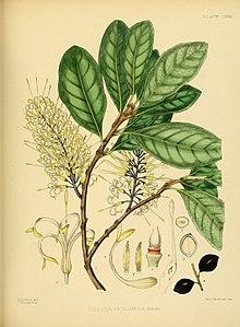 A hand-book to the flora of Ceylon (Plate LXXIX) (6430659811).jpg