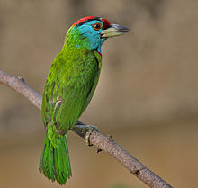 Blue-throated Barbet (Megalaima asiatica) in Kolkata I IMG 7592.jpg