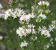 Calytrix sullivanii.jpg