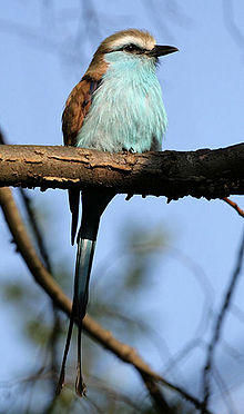 Coracias spatulatusPCCA20071227-8449B.jpg