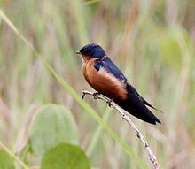 Hirundo nigrorufa, Munhango, Birding Weto, a.jpg