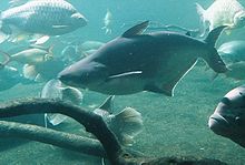 Iridescent shark.jpg