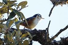 Sitta victoriae.jpg