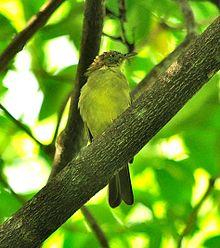 Sulphur-bellied.JPG