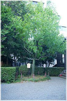 Ziziphus jujuba.jpg