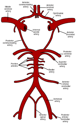 Circle of Willis en.svg