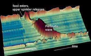 Peristaltic.jpg