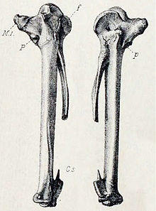 Alopochen mauritianus.jpg