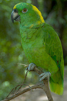 Amazona auropalliata -Roatan Tropical Butterfly Garden-8a.jpg