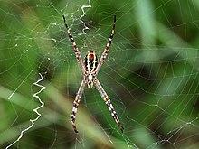 Argiope picta ventral 1755.jpg