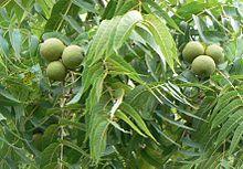 Black Walnut nut and leave detail.JPG