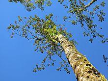 Brunellia comocladifolia 1.JPG