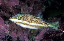 Canthigaster callisterna (Clown toado).jpg