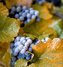 ConcordGrapes.jpg