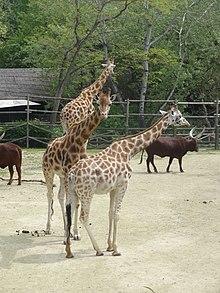 Girafes à Bellewaerde.JPG