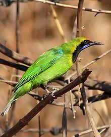 Golden Fronted Leafbird Mukulhinge.jpg
