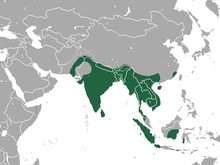 Greater Short-nosed Fruit Bat area.png