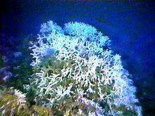 Oculina varicosa.jpg