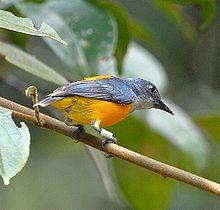 Orang-bellied Flowerpecker.jpg