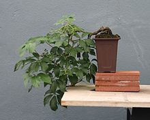 Parthenocissus quinquefolia bonsai at the BBG, August 2, 2008.jpg