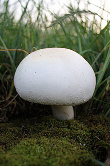 Pieczarka polowa vongrzanka.JPG