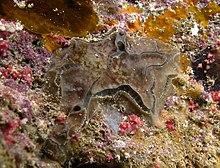 Placospongia sp..jpg