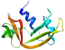 RNase A.png
