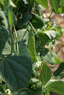 Snow Pea on Plant.JPG