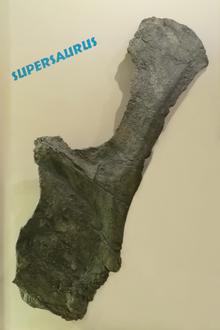 Supersaurus-Holotype-BYU9025-PerspectiveWarp.png