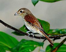Tiger shrike (Lanius tigrinus), Hindhede Nature Park, Singapore - 20060921.jpg