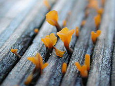 Dacryopinaxspathularia.jpg