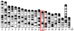 Chromosome 13 (mouse)