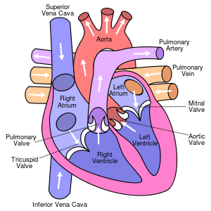 Diagram of the human heart (cropped).svg