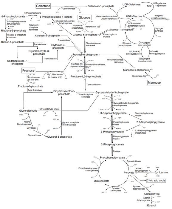 Metabolism of common monosaccharides, and related reactions.png
