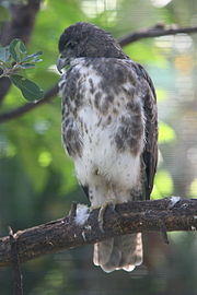 Buteo solitaries.jpg