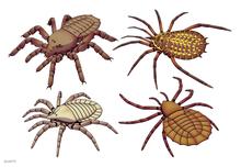 20201208 Trigonotarbida trigonotarbid.png