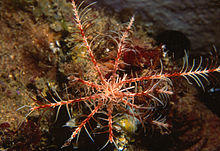 Antedon mediterranea (Lamarck, 1816).jpg