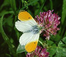 Anthocaris cardamines 04.jpg