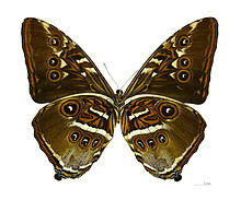 Morpho hecuba hecuba MHNT ventre.jpg