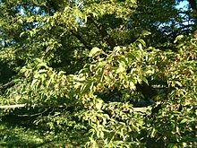 Ostrya carpinifolia HabitusLeavesFruits BotGardBln0906b.JPG
