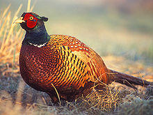 Phasianus colchicus 2 tom (Lukasz Lukasik).jpg