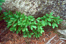 Vaccinium cespitosum 0806025.jpg