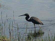 "a bird in lake alice March 5th 2008".jpg