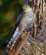 Accipiter erythronemius Horto Florestal de Sao Paulo, Brazil 1.jpg