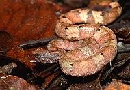 Baby Sumatran Palm Pit Viper (Trimeresurus andalasensis) (23927643320).jpg